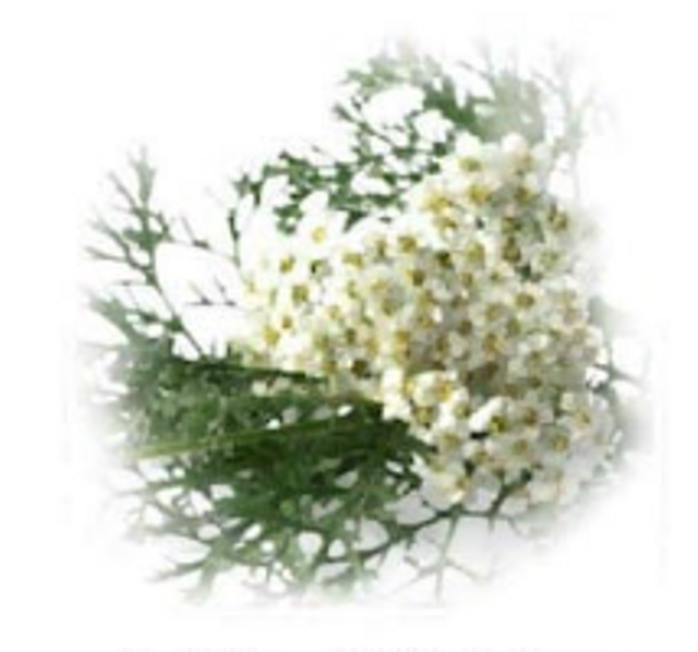 Yarrow