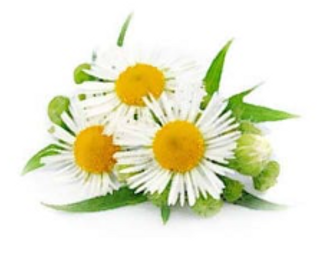 Chamomile