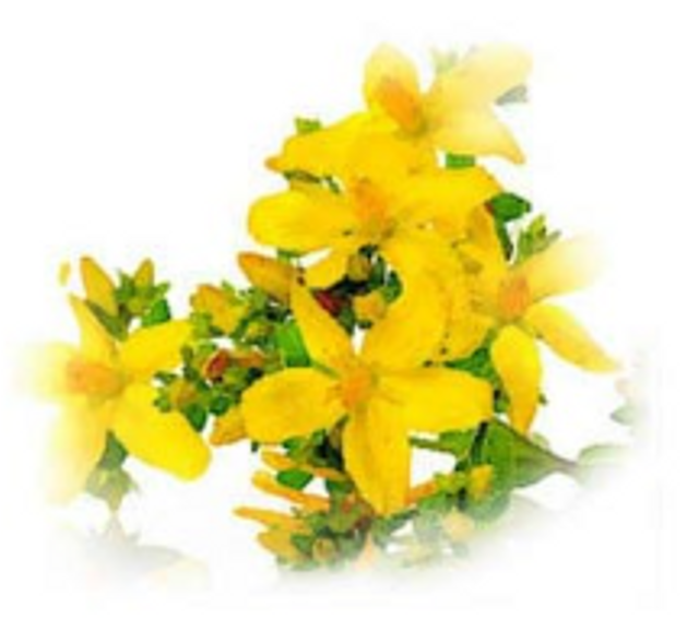 St. John’s wort