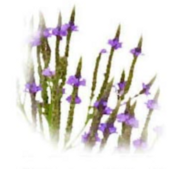 Vervain